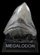 Sharp, Megalodon Tooth - Glossy Enamel #36244-1